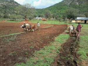 Oxen GMFC Moyale Kenya