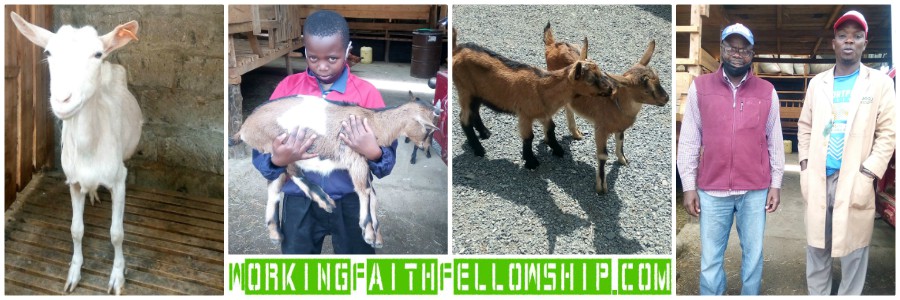 GMFC GOAT PROGRAM KENYA SIAYA KIBERA SLUM Collage